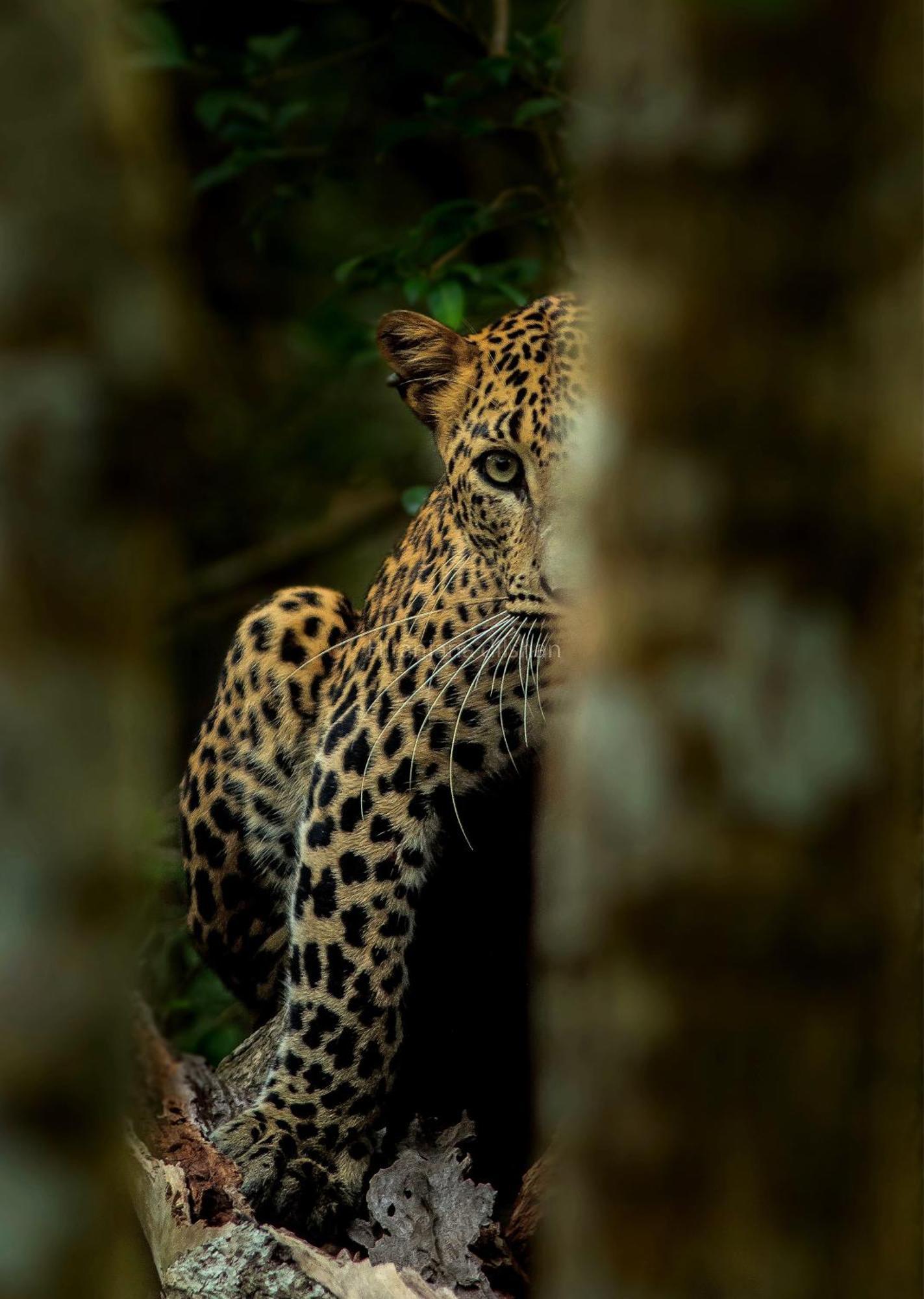 Villa Epic Wild Wilpattu Nochchiyagama Exterior foto